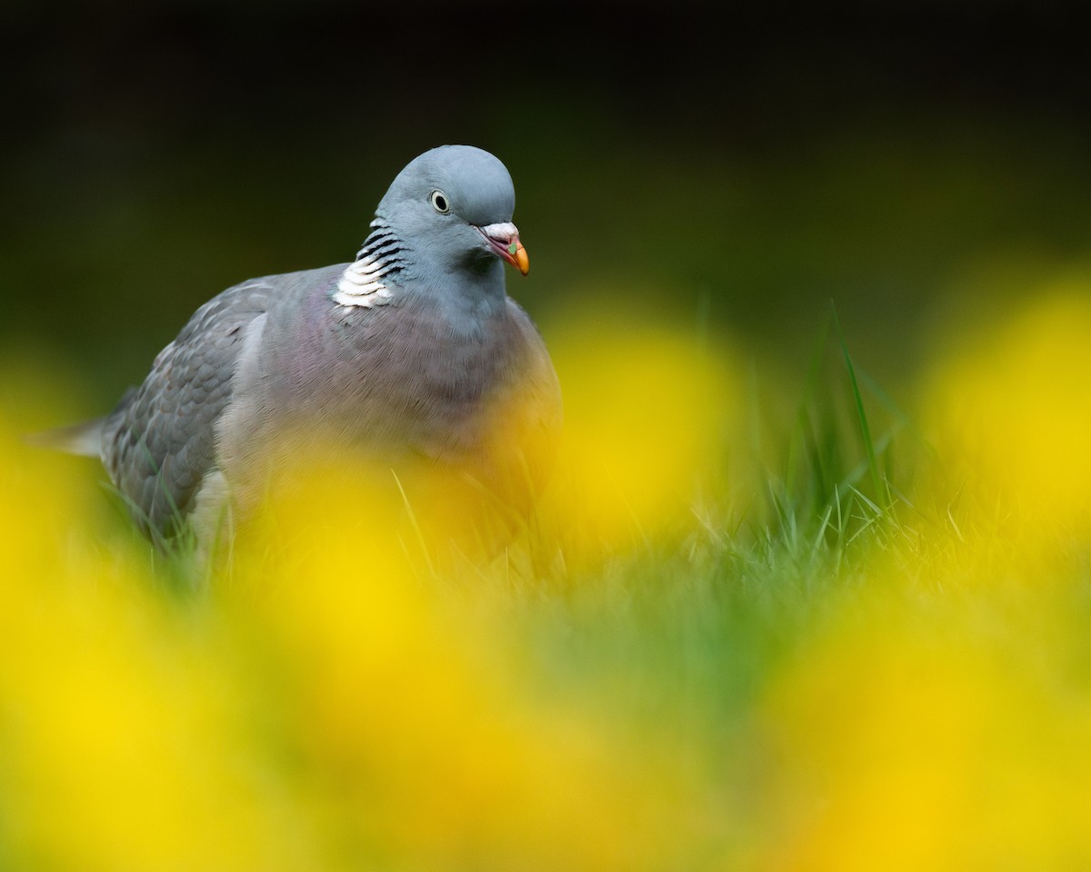 Common Wood-Pigeon (White-necked) - ML617583147