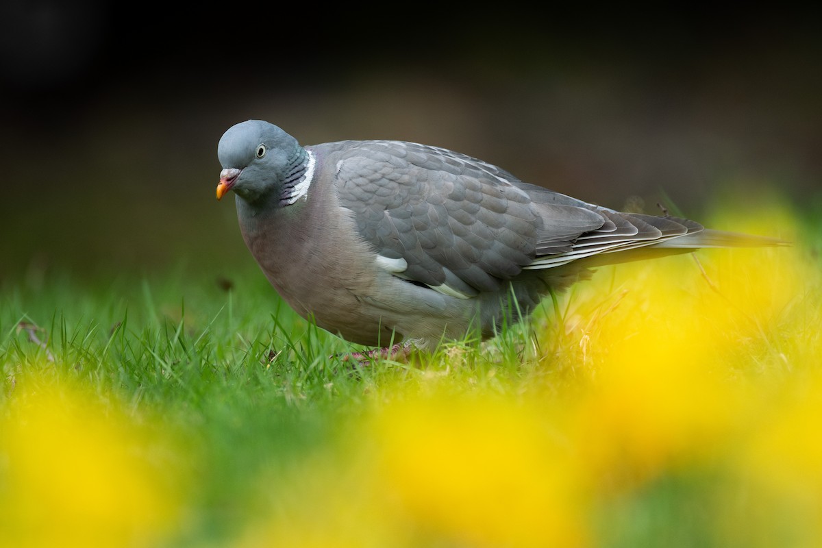 Common Wood-Pigeon (White-necked) - ML617583149
