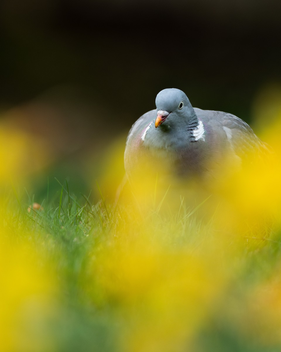 Common Wood-Pigeon (White-necked) - ML617583153
