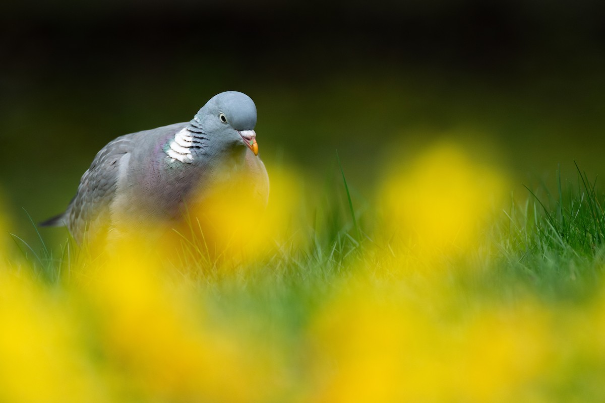 Common Wood-Pigeon (White-necked) - ML617583154
