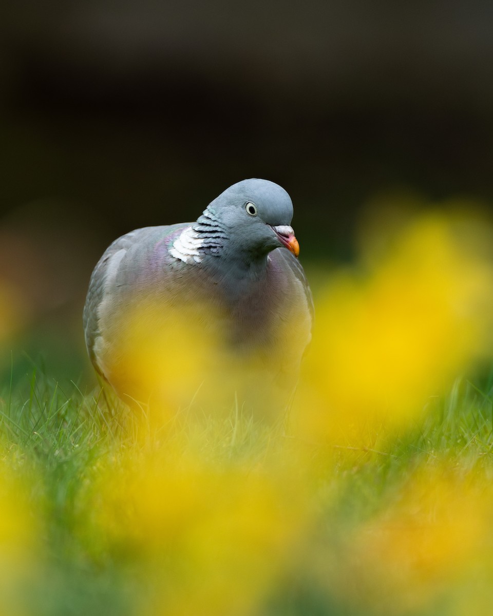 Common Wood-Pigeon (White-necked) - ML617583156