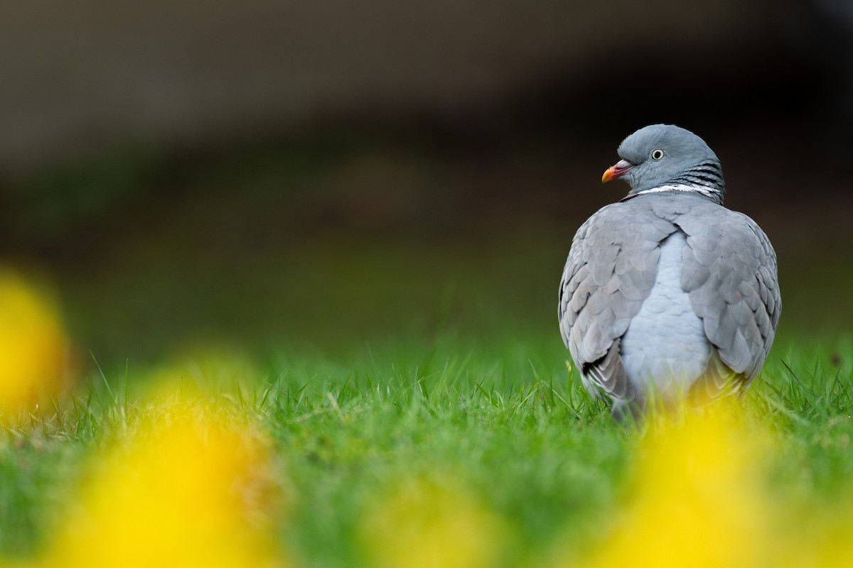 Common Wood-Pigeon (White-necked) - ML617583157