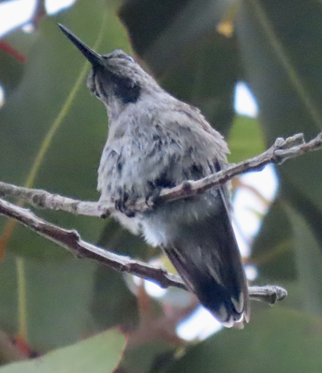 hummingbird sp. - ML617583160