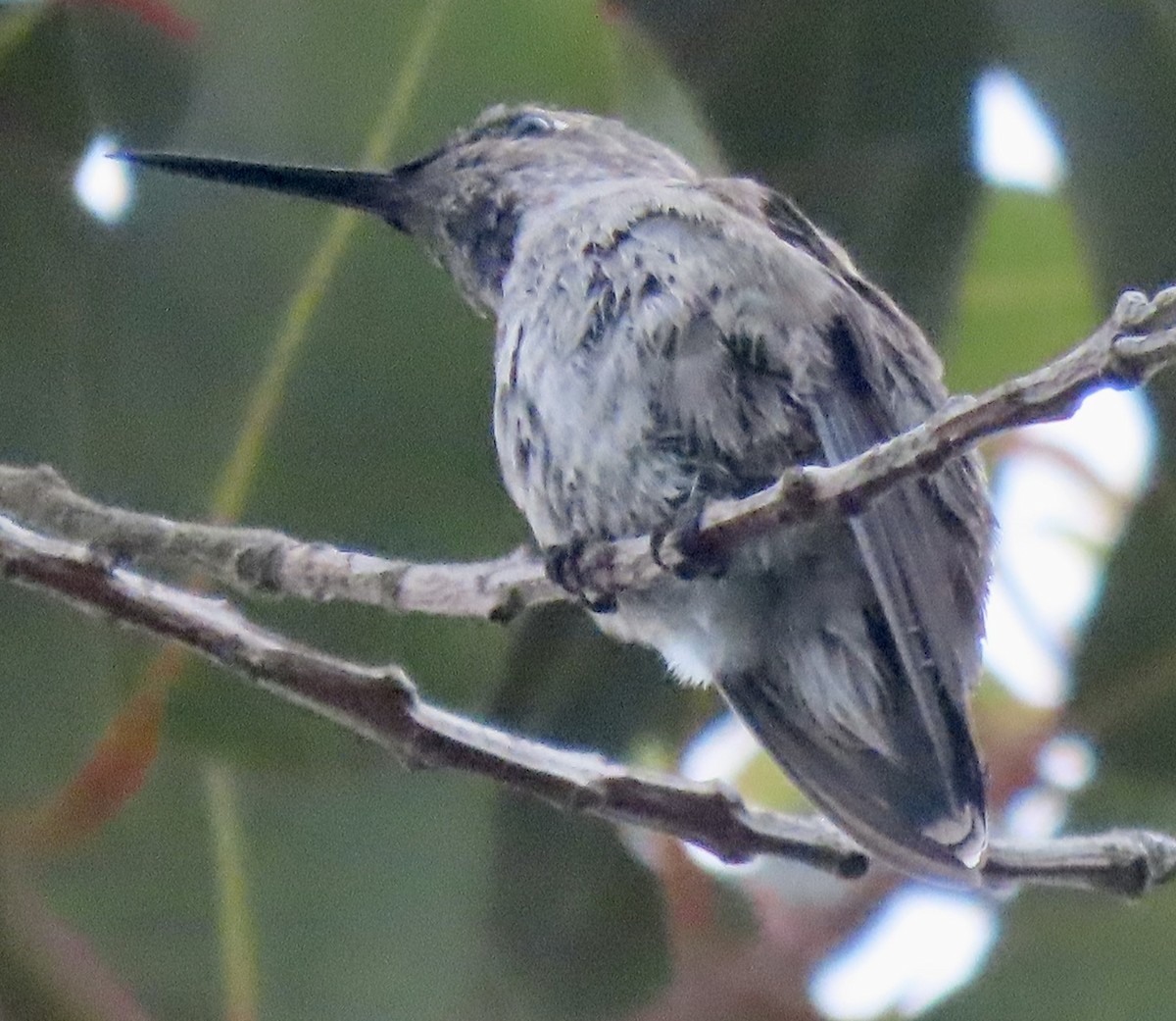 hummingbird sp. - David Trissel
