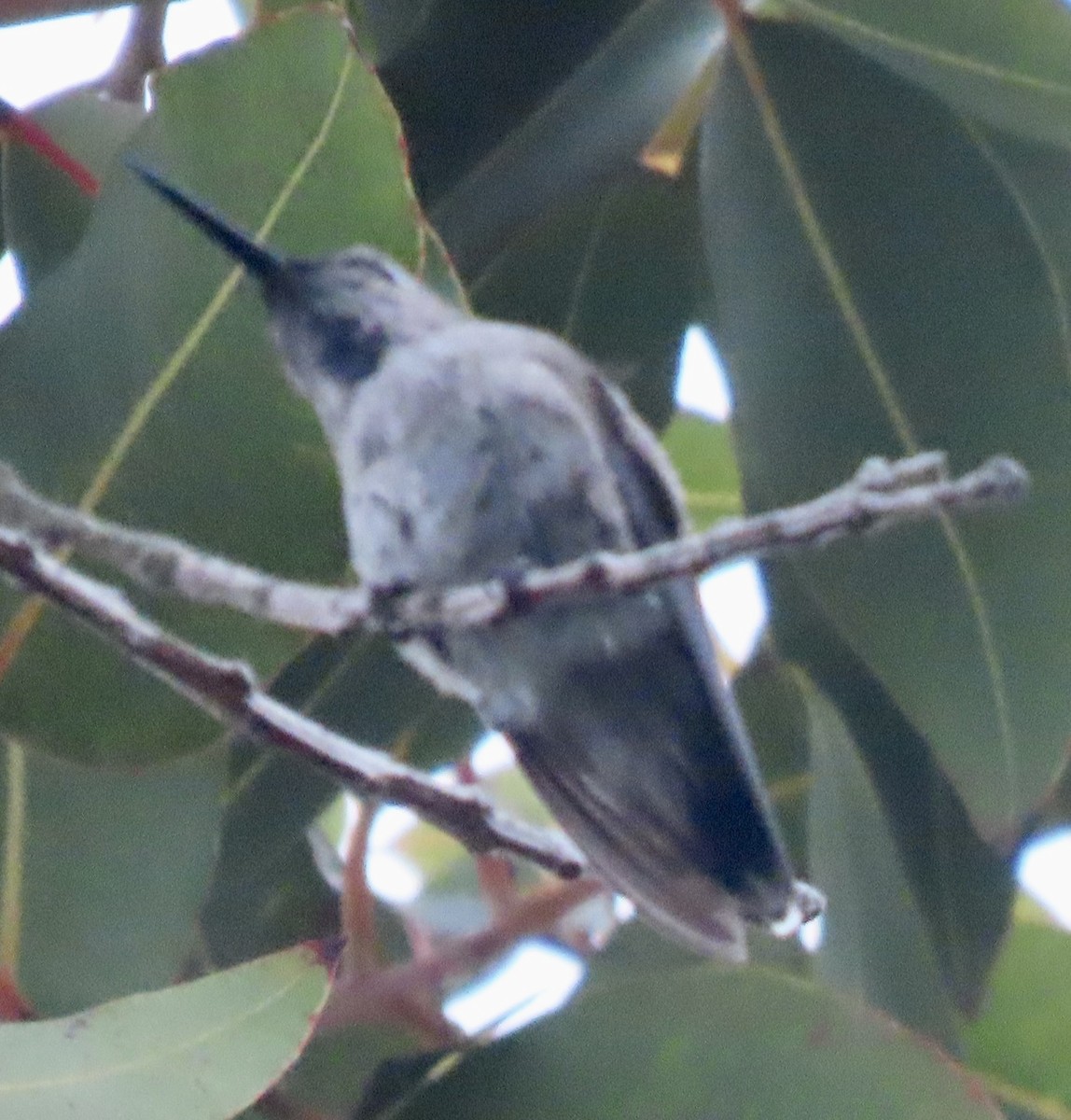 hummingbird sp. - ML617583162
