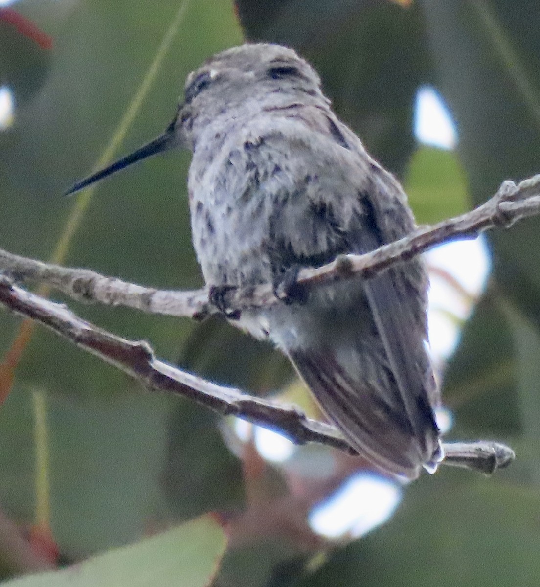 hummingbird sp. - ML617583166