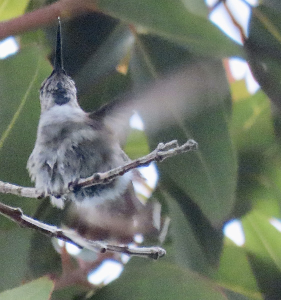hummingbird sp. - ML617583167