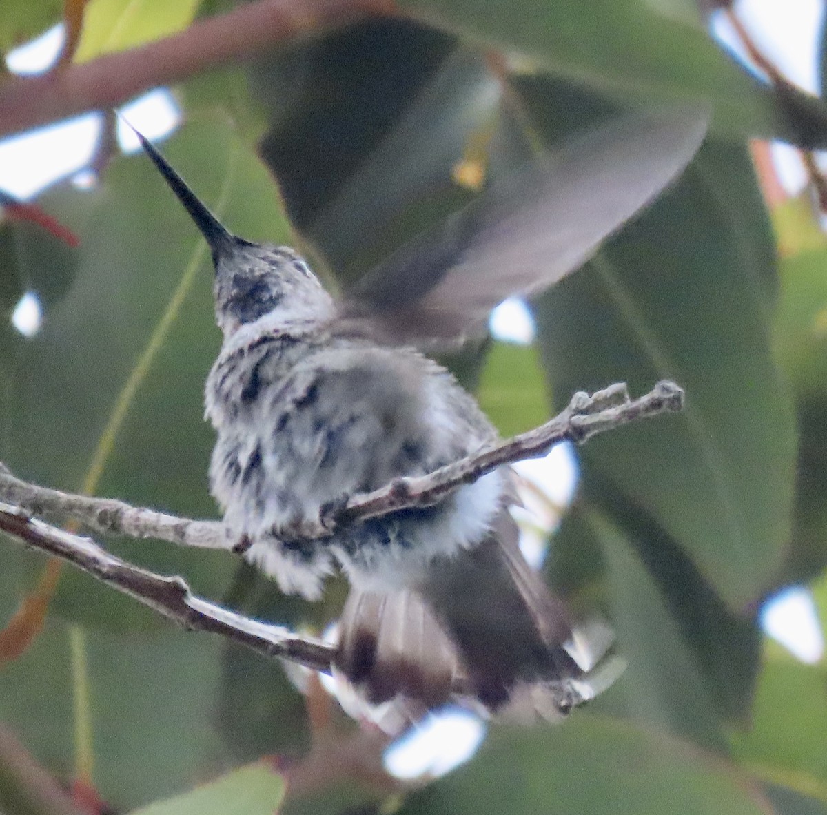 hummingbird sp. - ML617583169