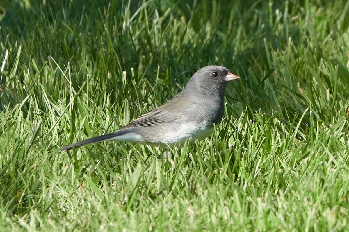 Dark-eyed Junco (Slate-colored) - Anonymous