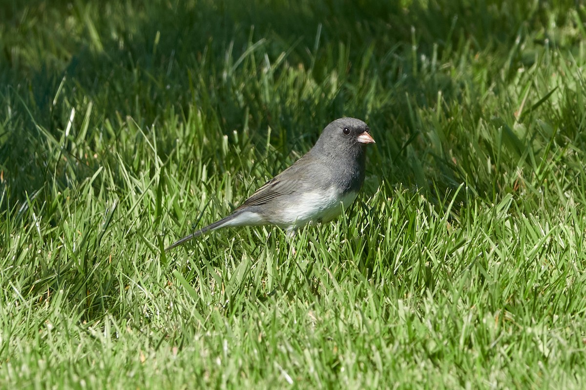 Dark-eyed Junco (Slate-colored) - Anonymous