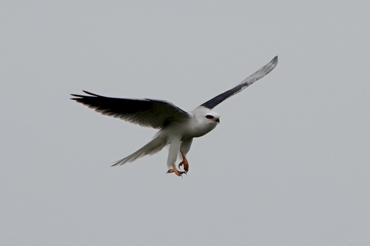 White-tailed Kite - ML617583238