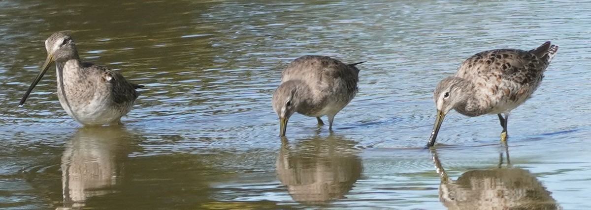 Long-billed Dowitcher - ML617583287