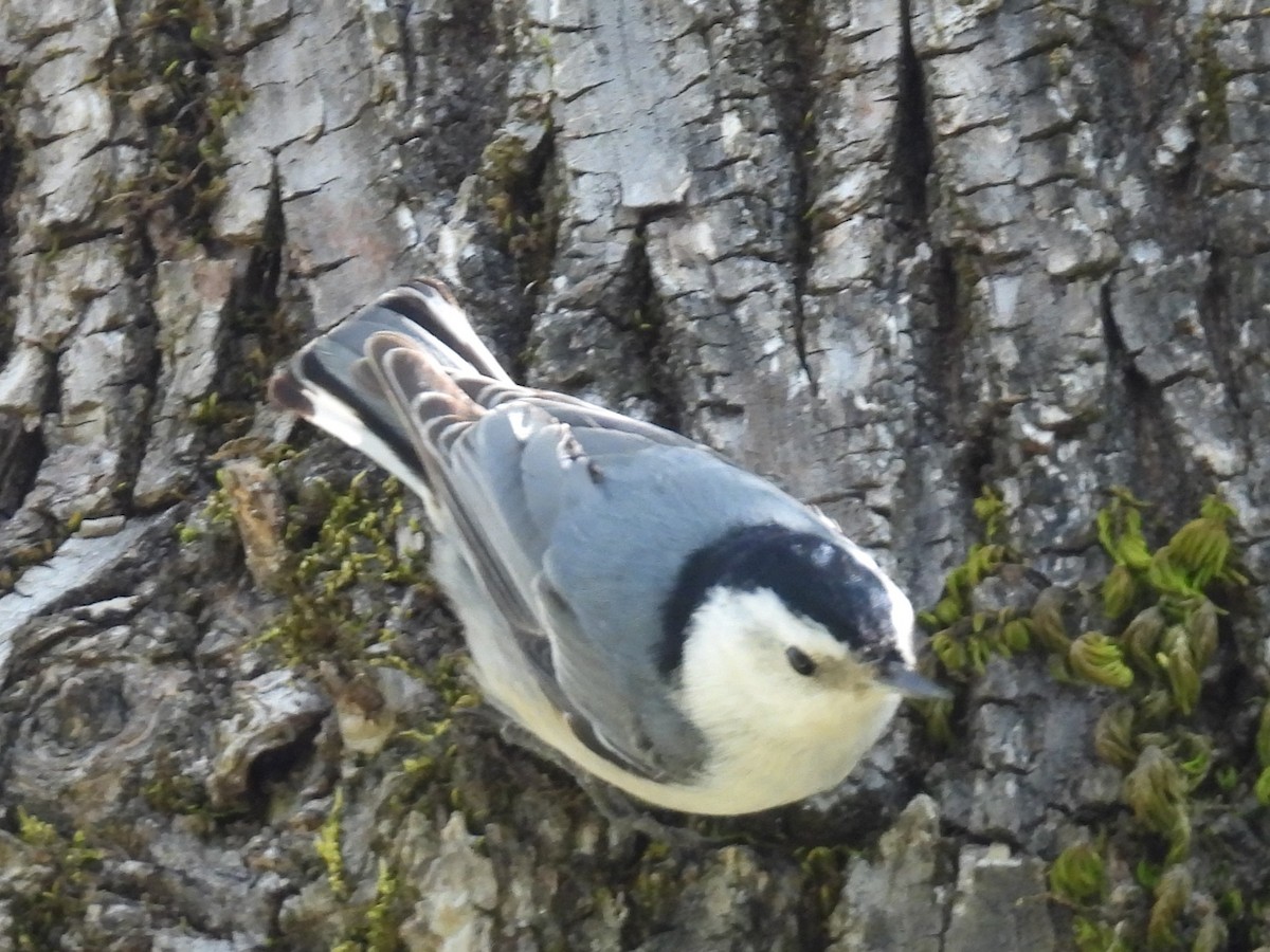 White-breasted Nuthatch - ML617583292