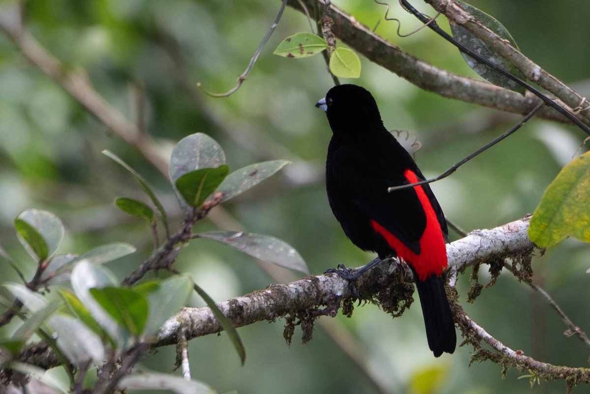 Scarlet-rumped Tanager - Andrea Heine