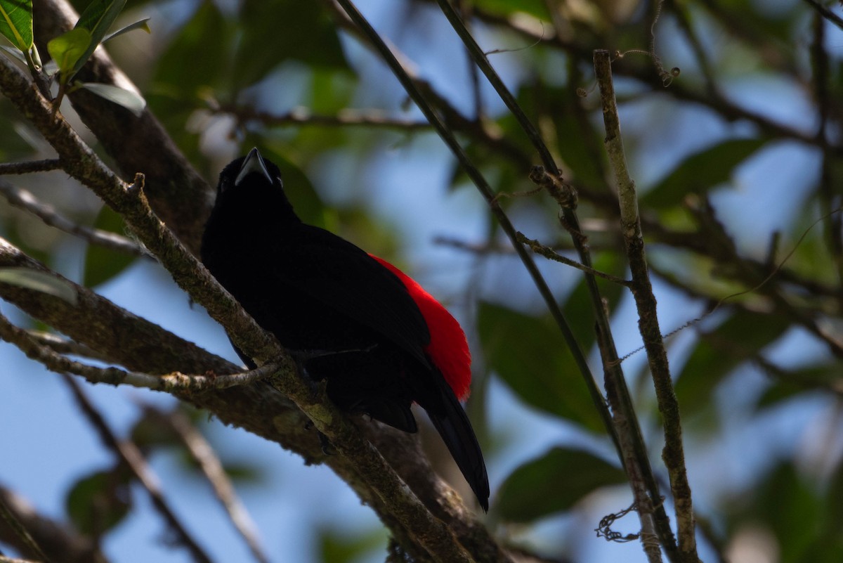 Scarlet-rumped Tanager - ML617583302