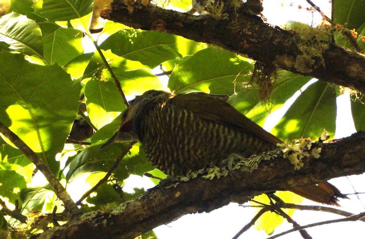 Gray-crowned Woodpecker - Rafael Salcedo