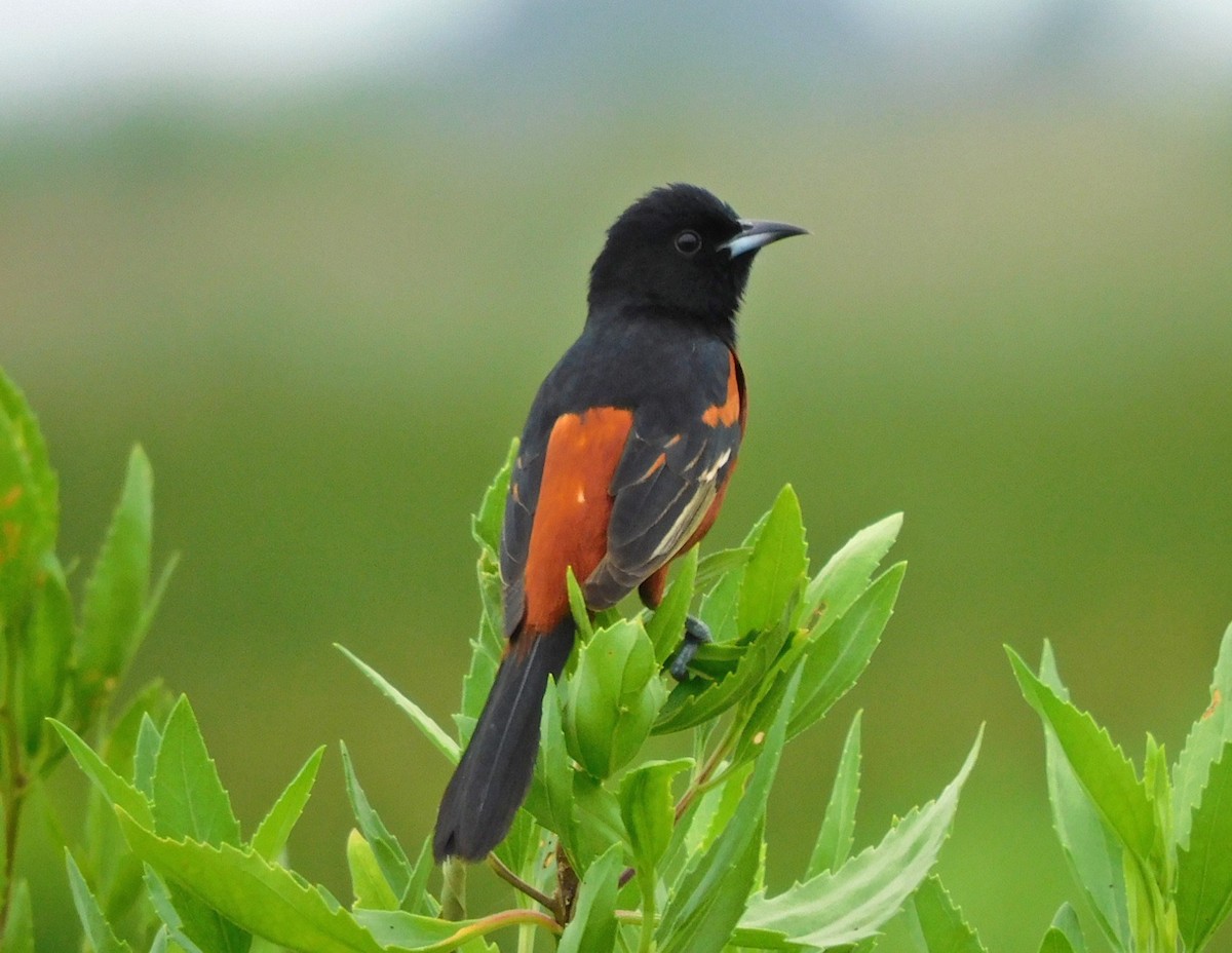 Orchard Oriole - ML617583388