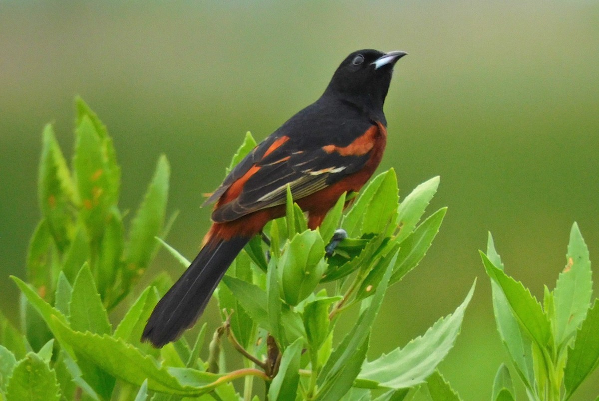 Orchard Oriole - ML617583389