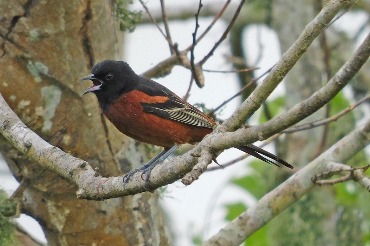 Orchard Oriole - ML617583390