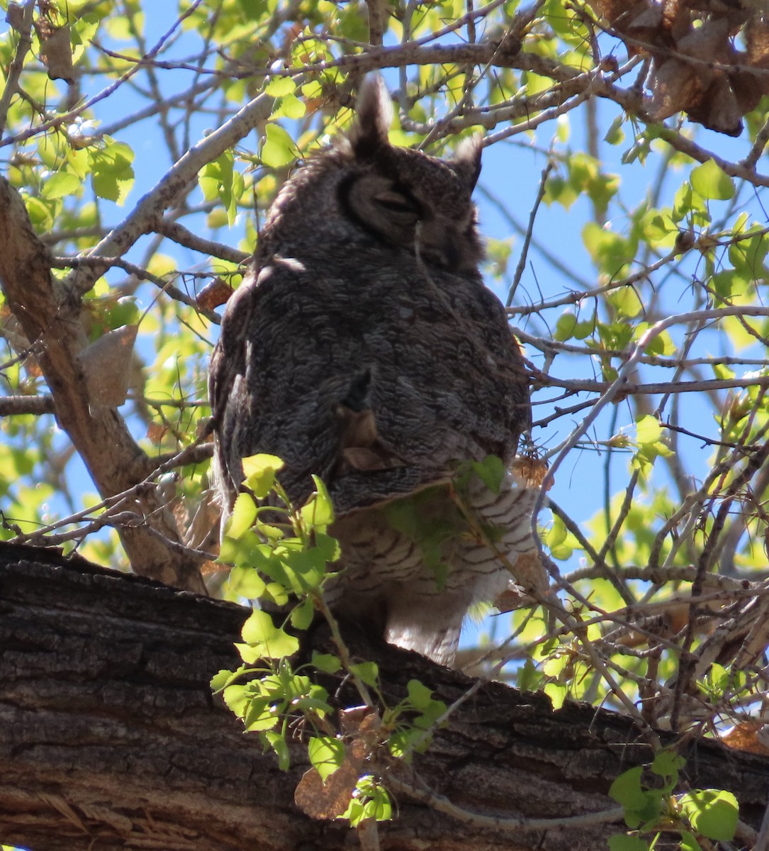 Great Horned Owl - ML617583490