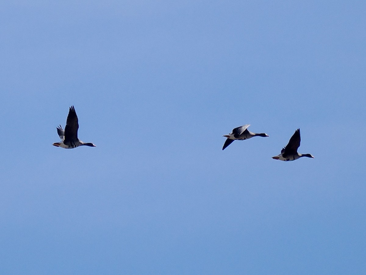 Greater White-fronted Goose - ML617583498