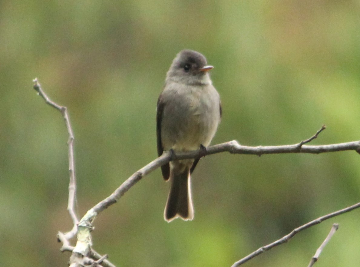 Southern Tropical Pewee - ML617583519
