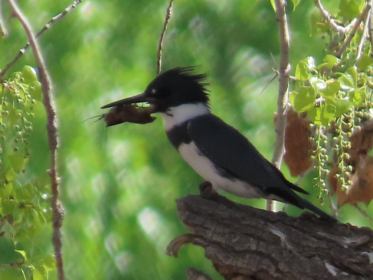 Belted Kingfisher - ML617583542