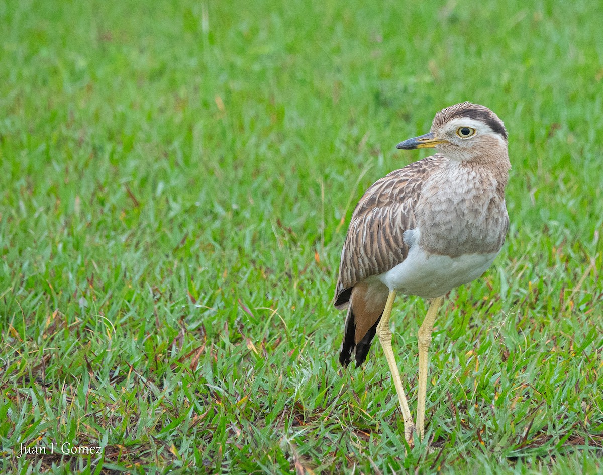 Double-striped Thick-knee - ML617583609