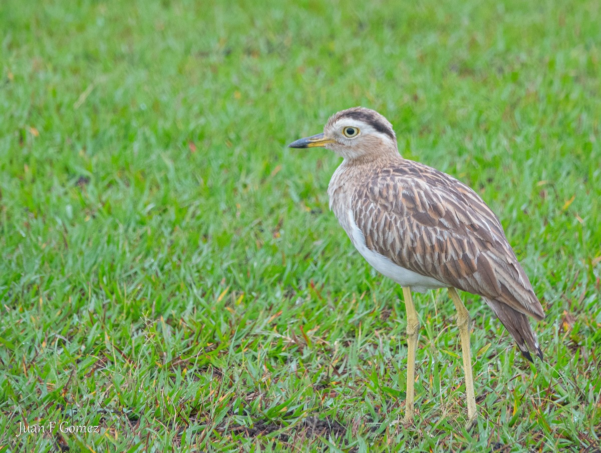 Double-striped Thick-knee - ML617583610