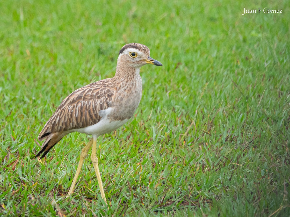 Double-striped Thick-knee - ML617583611