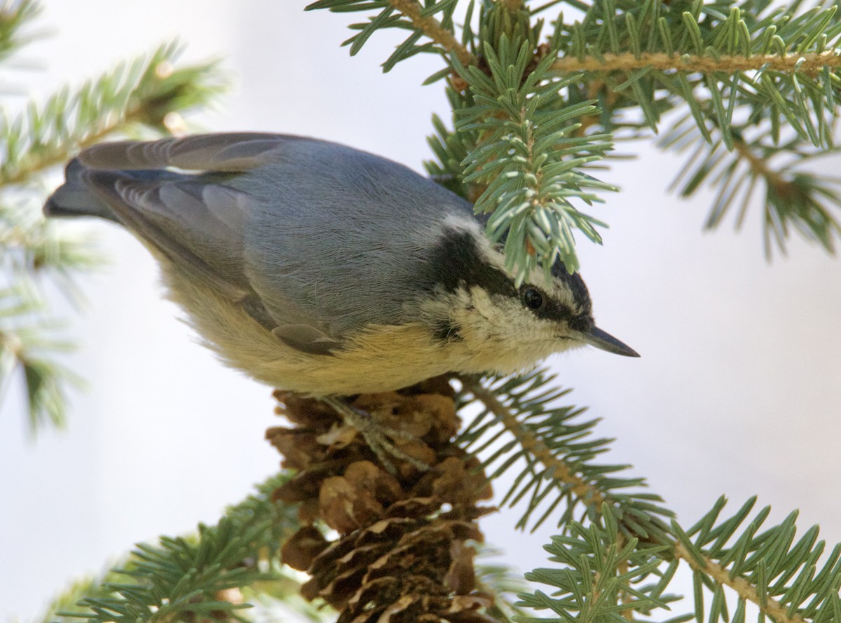 Red-breasted Nuthatch - ML617583654