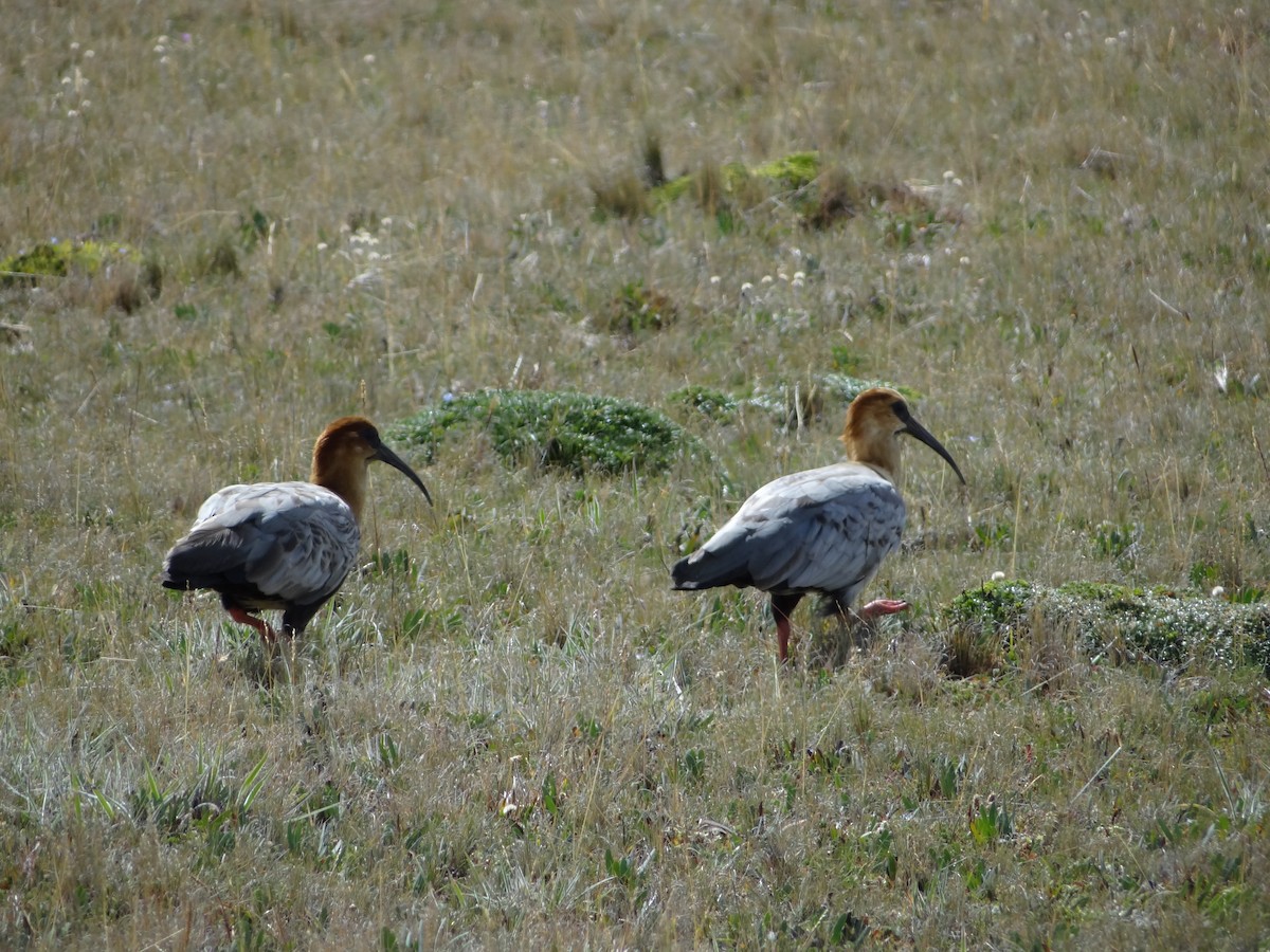 Andean Ibis - ML617583814