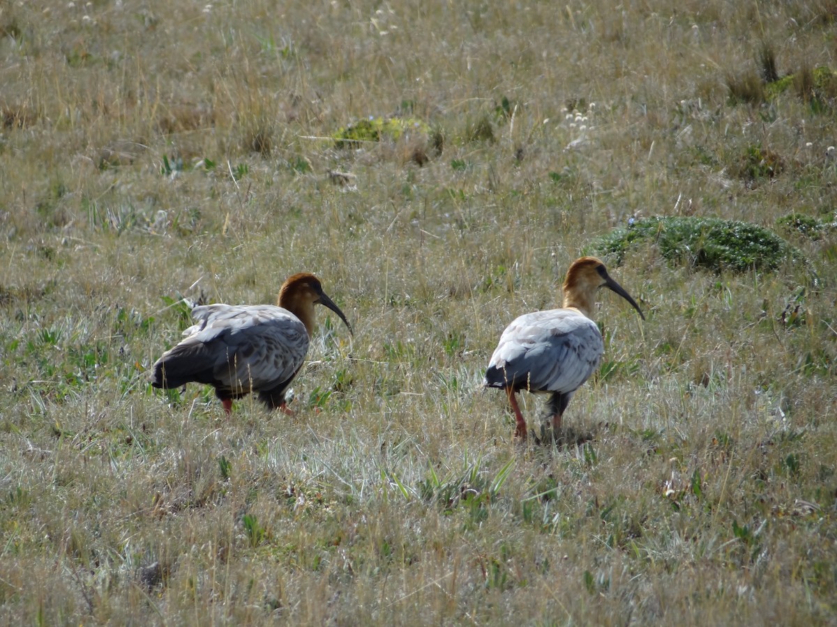 Andean Ibis - ML617583815