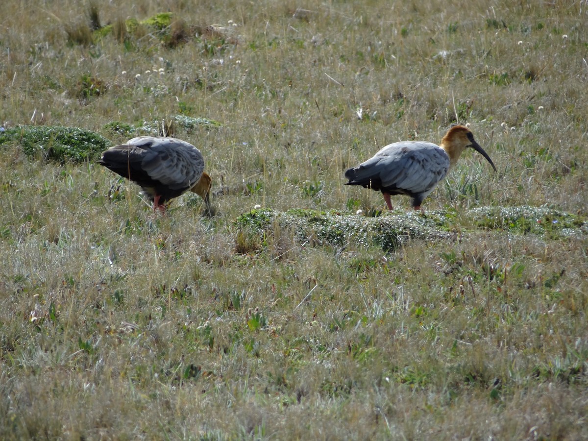 Andean Ibis - ML617583816