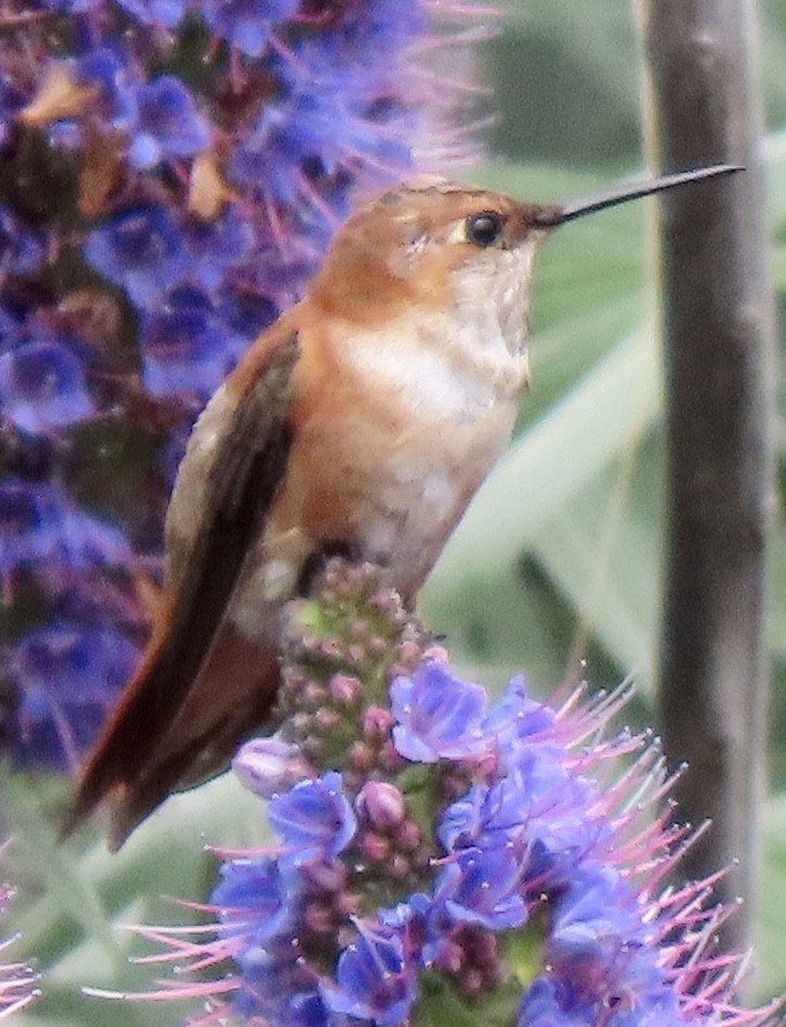 Rufous Hummingbird - ML617583847