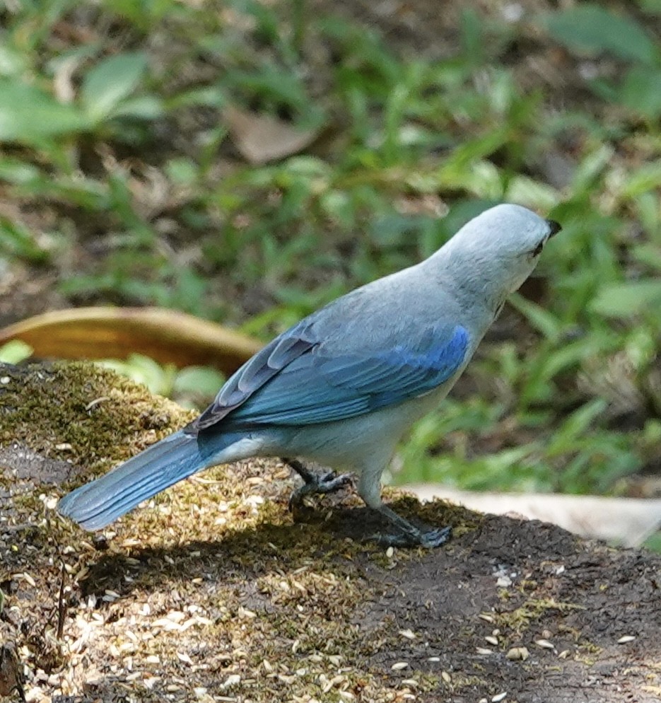 Blue-gray Tanager - ML617583893