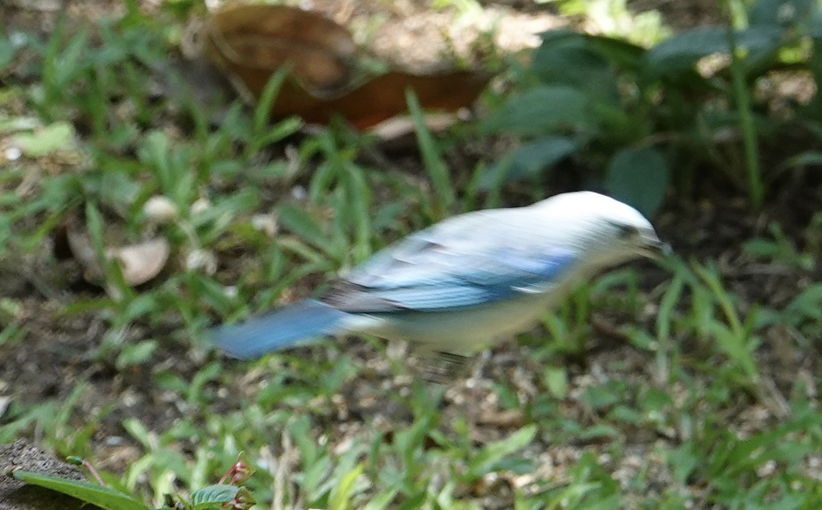 Blue-gray Tanager - ML617583899