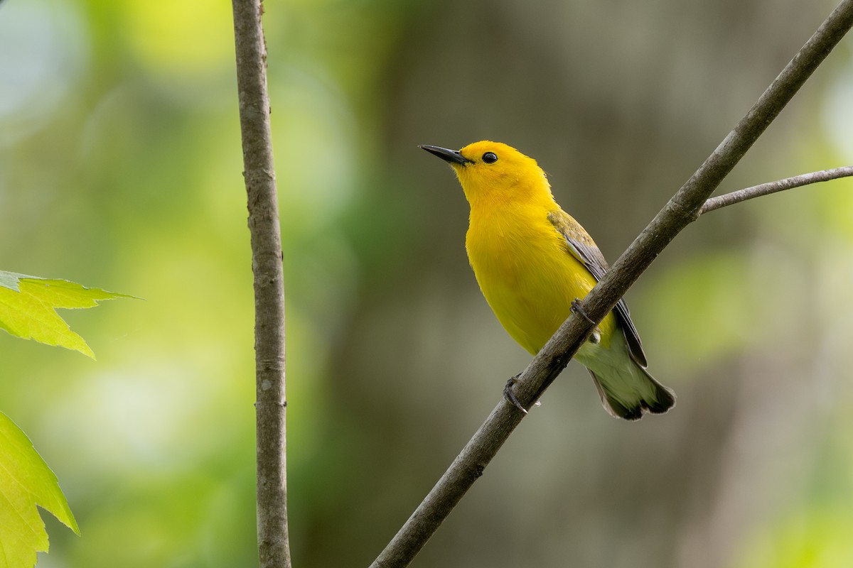 Prothonotary Warbler - ML617583928