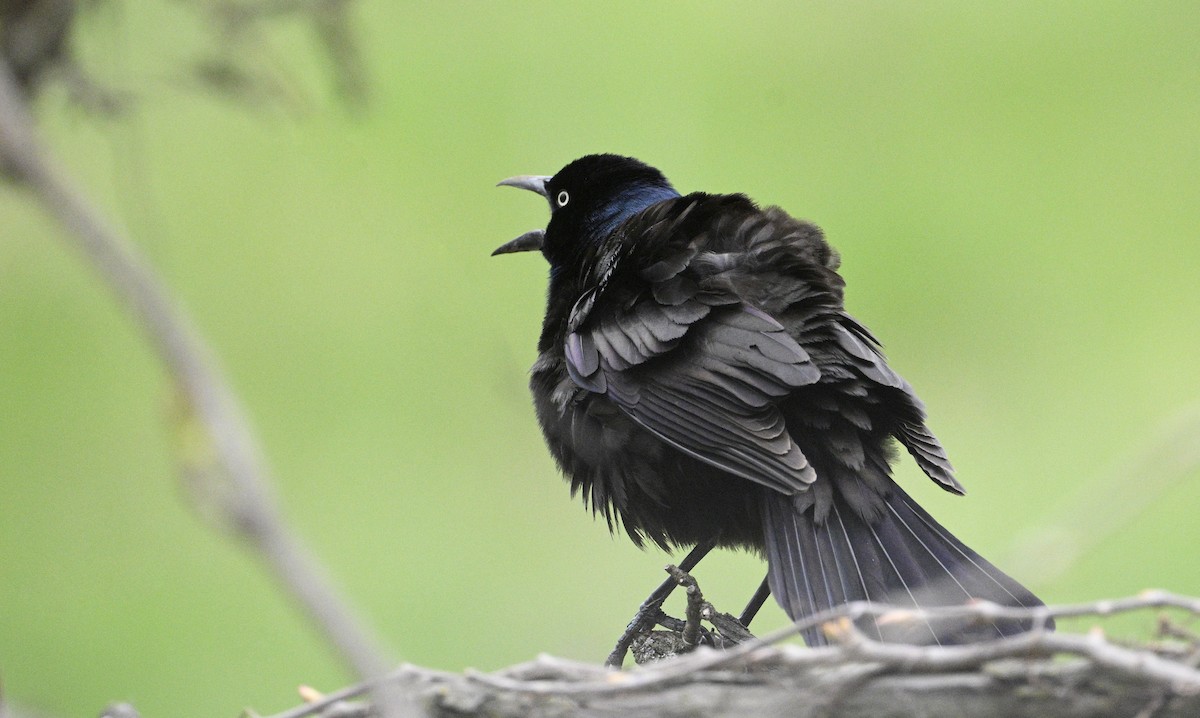 Red-winged Blackbird - steve sampson