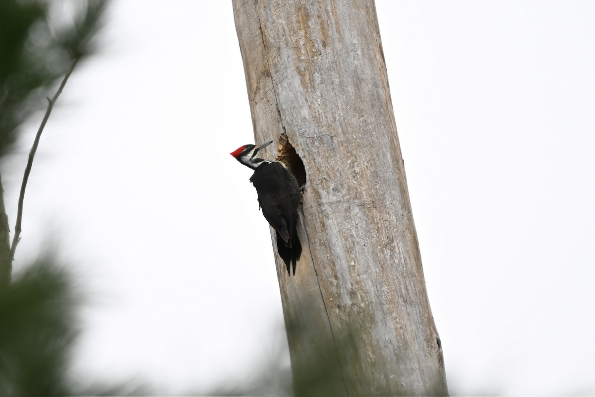Pileated Woodpecker - ML617583997