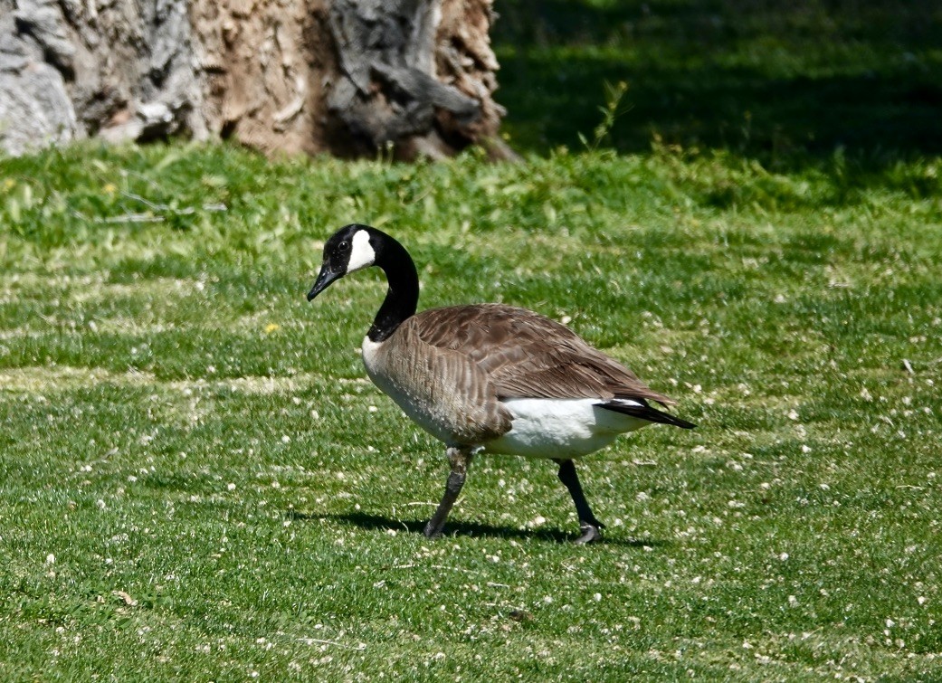 Canada Goose (moffitti/maxima) - Rick Taylor