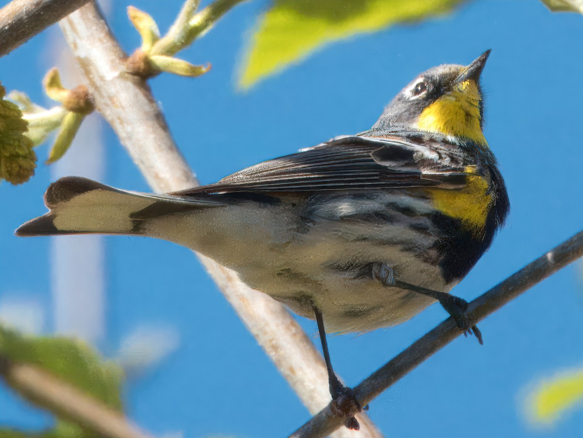 Yellow-rumped Warbler (Audubon's) - ML617584056