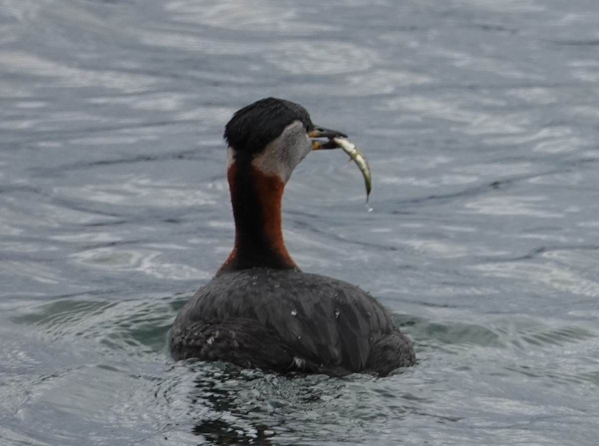 Red-necked Grebe - ML617584066