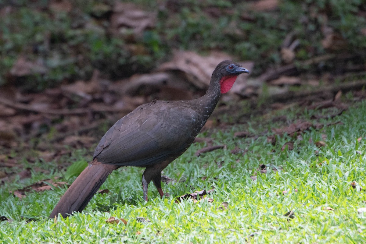 Crested Guan - ML617584067