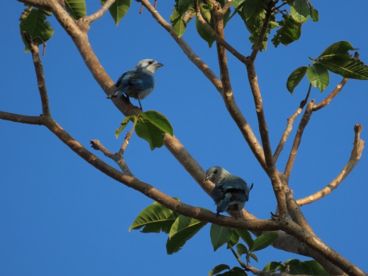 Blue-gray Tanager - ML617584080