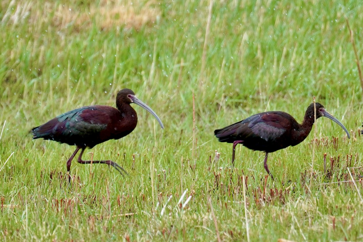 White-faced Ibis - Eve Lempriere