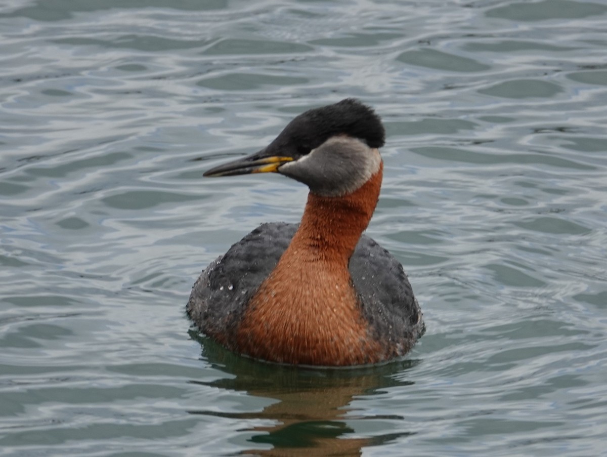 Red-necked Grebe - ML617584087