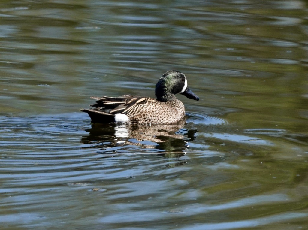Blue-winged Teal - ML617584100