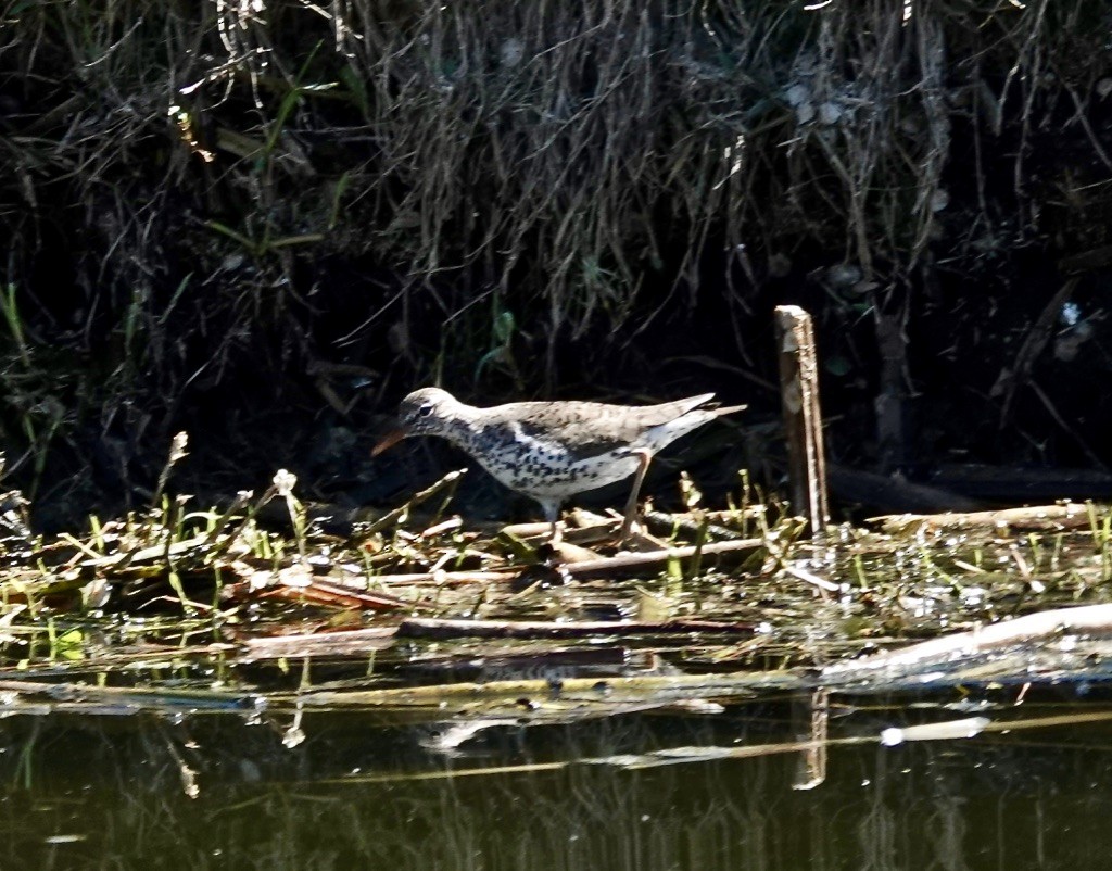 Spotted Sandpiper - Rick Taylor