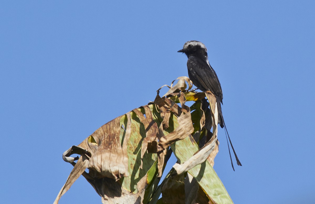 Long-tailed Tyrant - javier  mesa